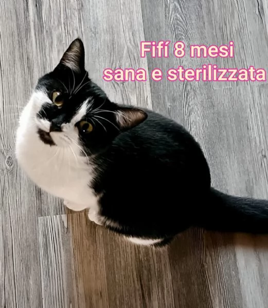 Salvate un gattino NON IGNORATELI | Foto 6