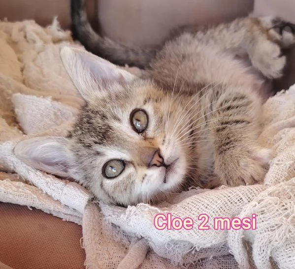 Salvate un gattino NON IGNORATELI | Foto 5