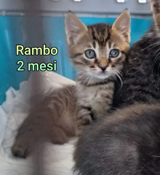 Salvate un gattino NON IGNORATELI | Foto 6