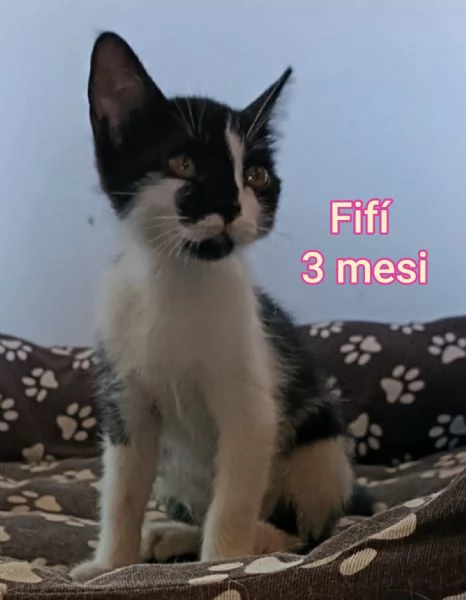 Salvate un gattino NON IGNORATELI | Foto 6