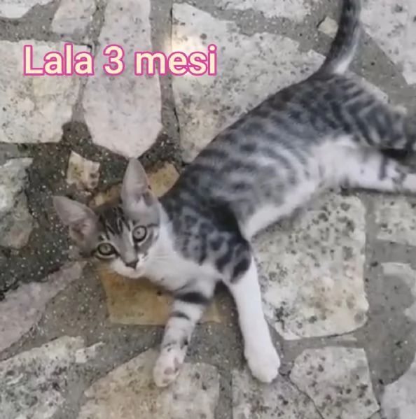 Salvate un gattino NON IGNORATELI | Foto 5