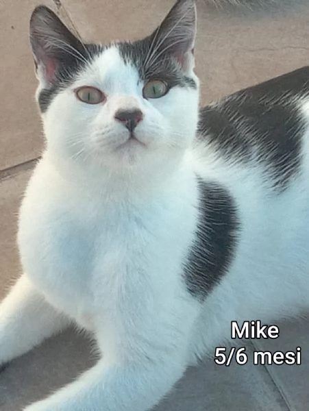 Salvate un gattino NON IGNORATELI | Foto 6