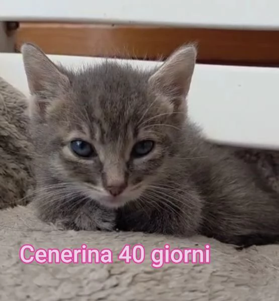 Salvate un gattino NON IGNORATELI | Foto 4