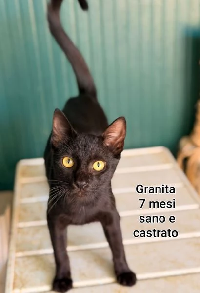 Salvate un gattino NON IGNORATELI | Foto 5