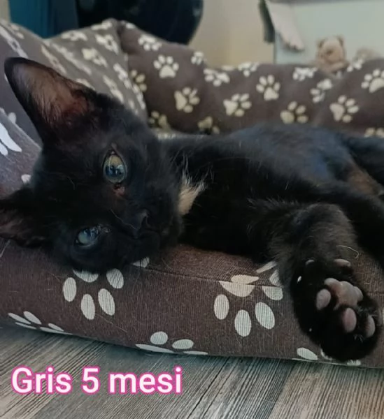 Salvate un gattino NON IGNORATELI | Foto 3