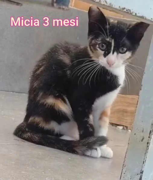 Salvate un gattino NON IGNORATELI | Foto 5