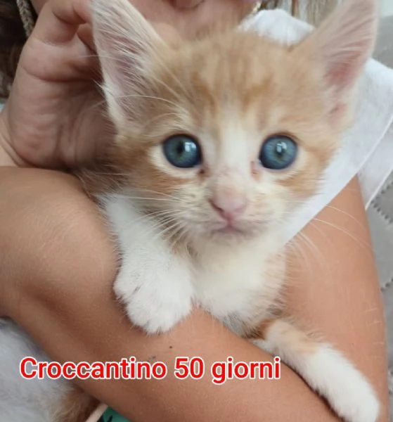 Salvate un gattino NON IGNORATELI