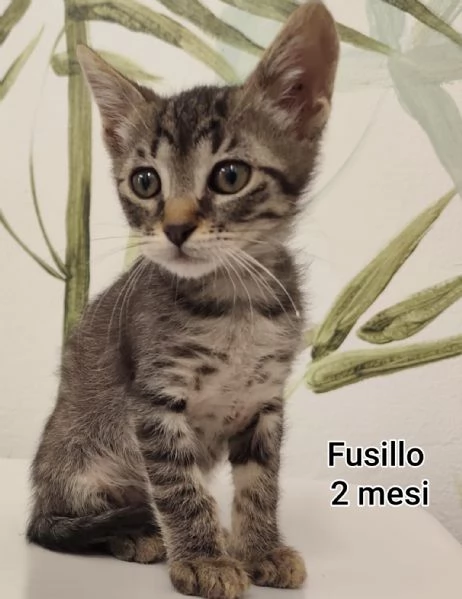 Salvate un gattino NON IGNORATELI | Foto 5
