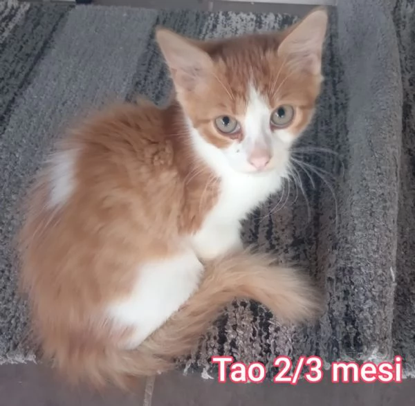 Salvate un gattino NON IGNORATELI | Foto 5