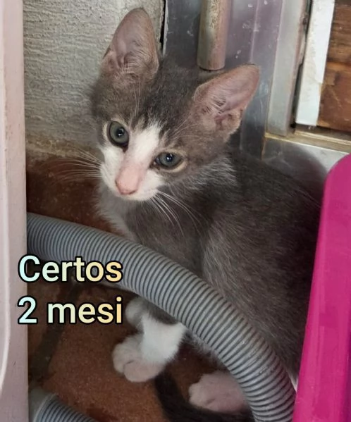 Salvate un gattino NON IGNORATELI