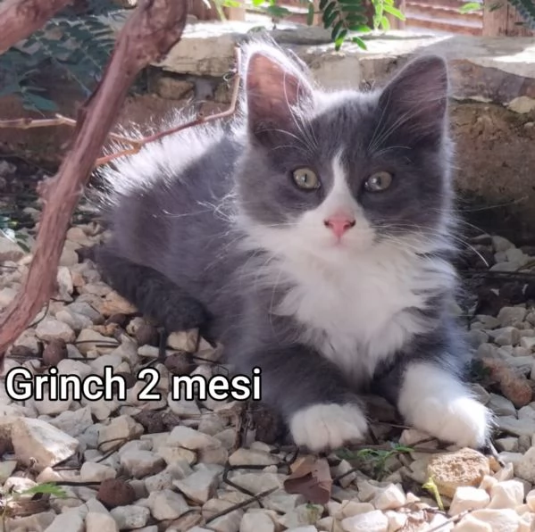 Salvate un gattino NON IGNORATELI | Foto 5