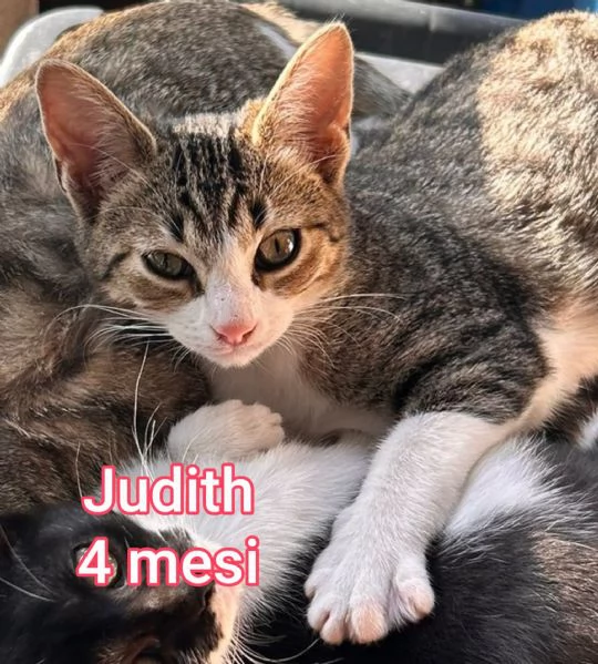 Salvate un gattino NON IGNORATELI | Foto 4