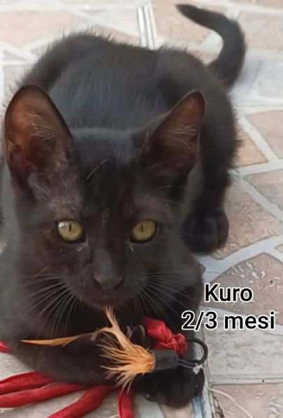 Salvate un gattino NON IGNORATELI | Foto 3