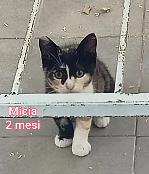 Salvate un gattino NON IGNORATELI | Foto 3