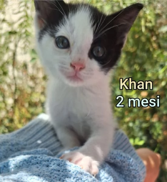 Salvate un gattino NON IGNORATELI