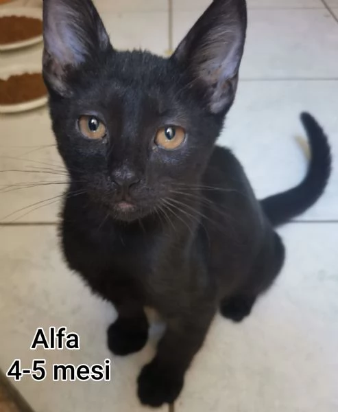 Salvate un gattino NON IGNORATELI | Foto 2