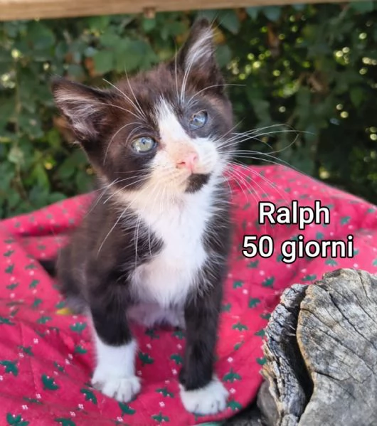 Salvate un gattino NON IGNORATELI