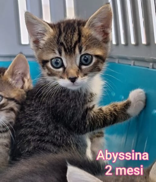 Salvate un gattino NON IGNORATELI | Foto 3