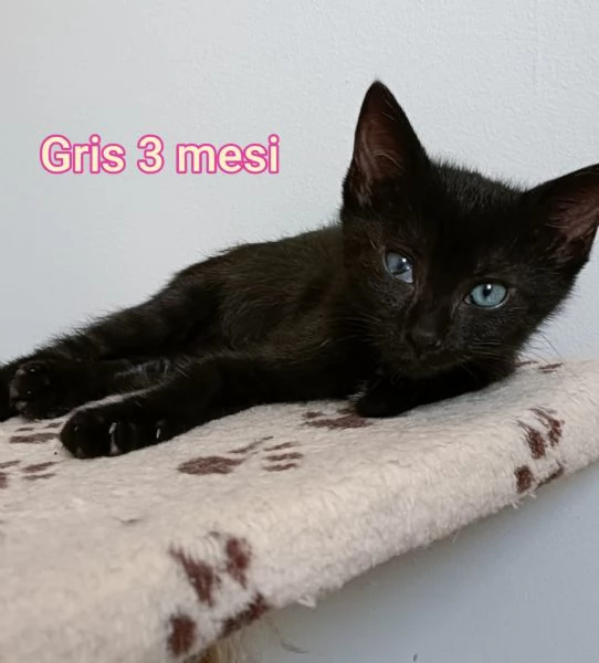 Salvate un gattino NON IGNORATELI | Foto 2