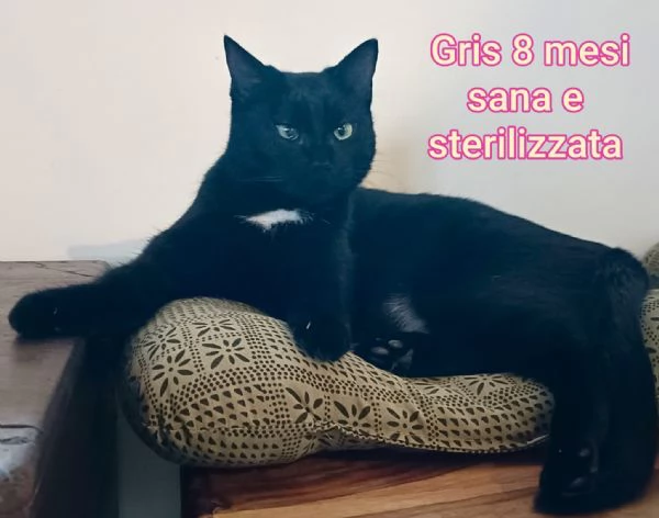 Salvate un gattino NON IGNORATELI | Foto 5