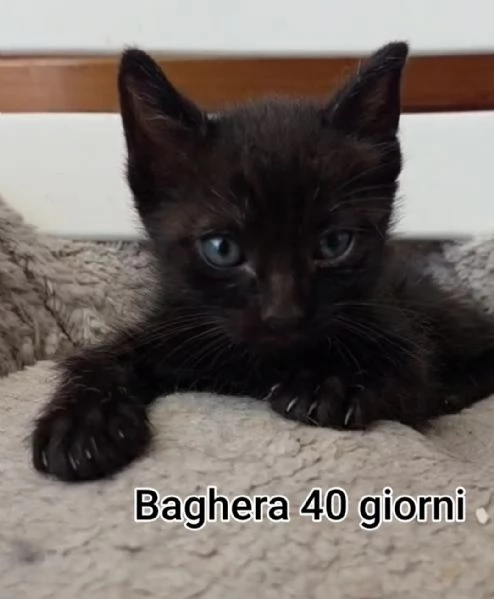 Salvate un gattino NON IGNORATELI | Foto 2