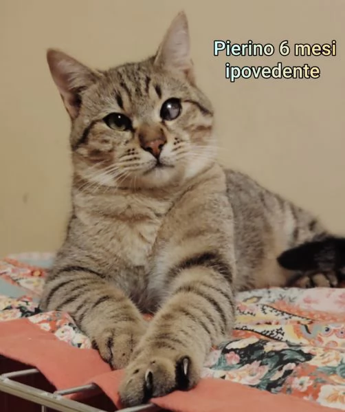 Salvate un gattino NON IGNORATELI | Foto 4