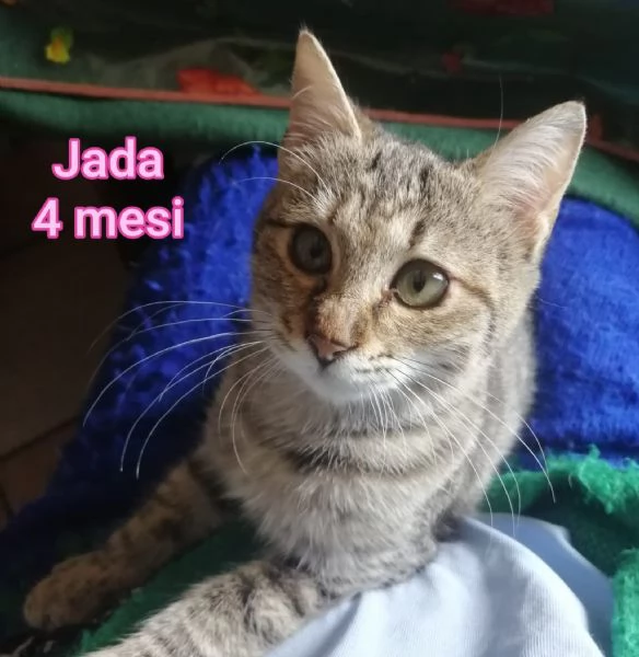 Salvate un gattino NON IGNORATELI | Foto 3