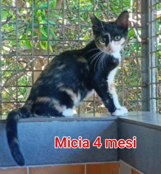 Salvate un gattino NON IGNORATELI | Foto 1