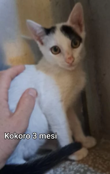 Salvate un gattino NON IGNORATELI | Foto 1