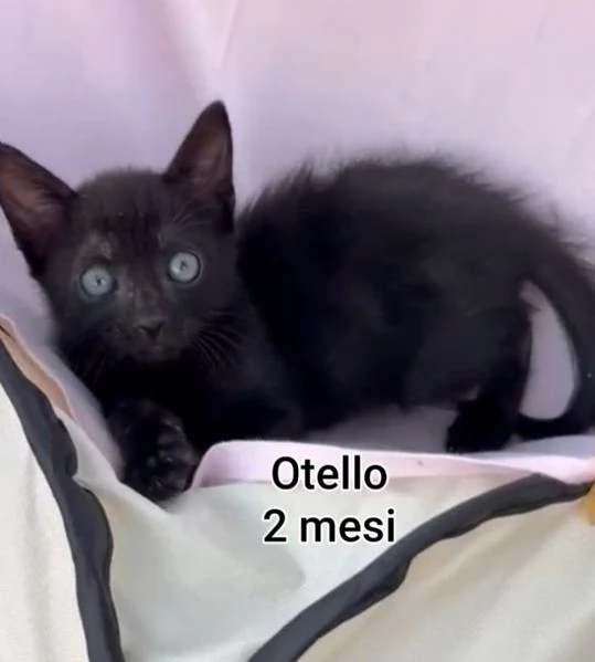 Salvate un gattino NON IGNORATELI | Foto 0