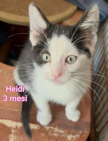 Salvate un gattino NON IGNORATELI | Foto 1