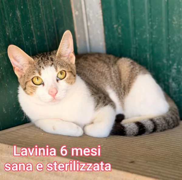 Salvate un gattino NON IGNORATELI | Foto 2