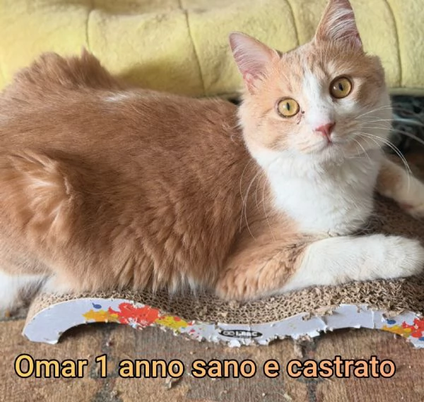 Salvate un gattino NON IGNORATELI