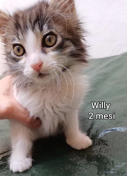 Salvate un gattino NON IGNORATELI | Foto 3