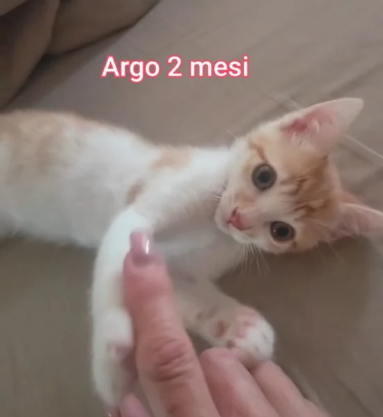 Salvate un gattino NON IGNORATELI | Foto 2