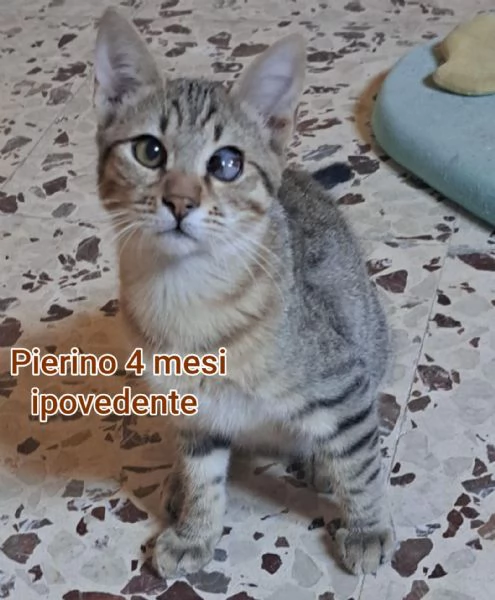 Salvate un gattino NON IGNORATELI | Foto 3