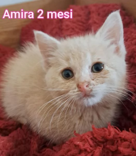 Salvate un gattino NON IGNORATELI | Foto 1