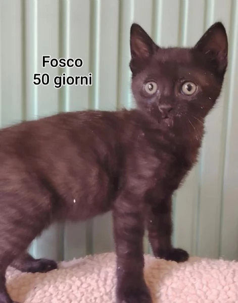 Salvate un gattino NON IGNORATELI