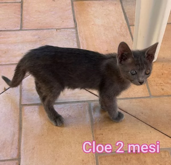 Salvate un gattino NON IGNORATELI | Foto 2