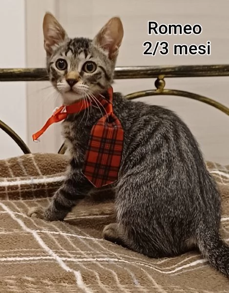 Salvate un gattino NON IGNORATELI | Foto 1