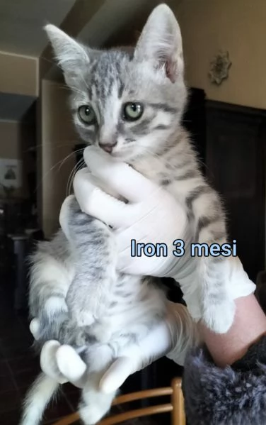 Salvate un gattino NON IGNORATELI