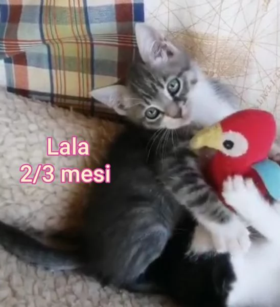 Salvate un gattino NON IGNORATELI | Foto 0