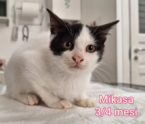 Salvate un gattino NON IGNORATELI | Foto 0