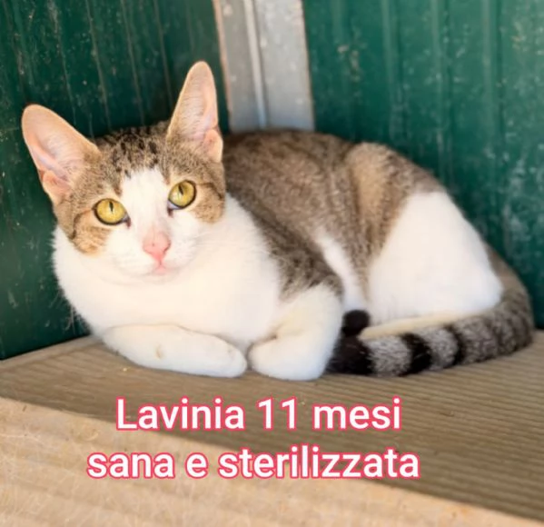 Salvate un gattino NON IGNORATELI