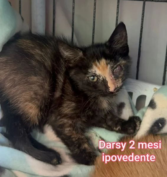Salvate un gattino NON IGNORATELI | Foto 1
