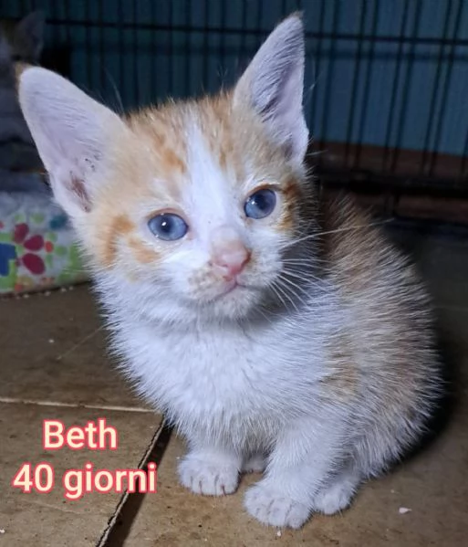 Salvate un gattino NON IGNORATELI | Foto 0