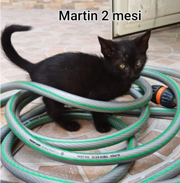 Salvate un gattino NON IGNORATELI | Foto 2