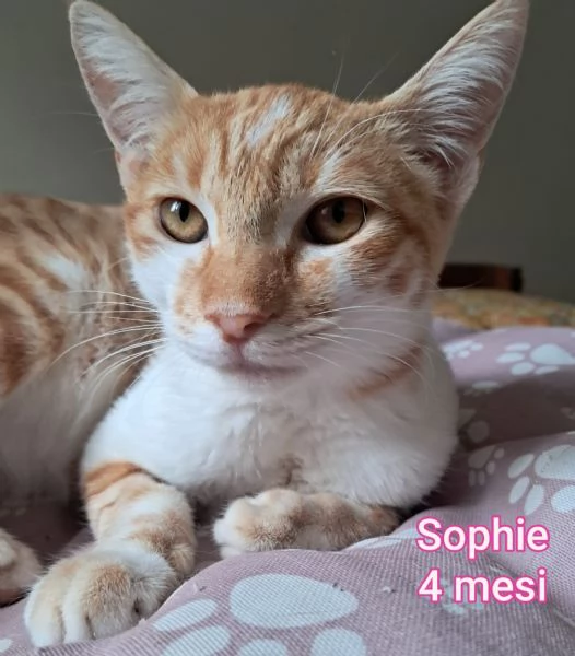 Salvate un gattino NON IGNORATELI