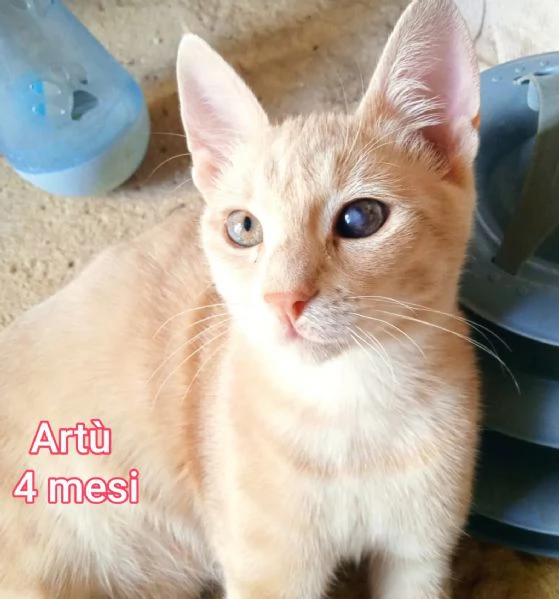 Salvate un gattino NON IGNORATELI