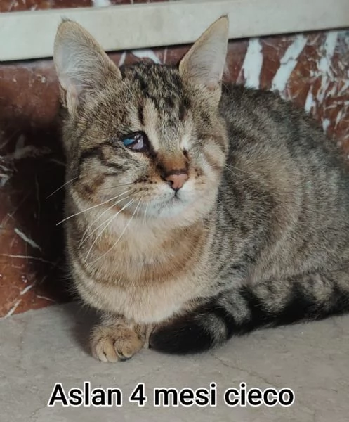 Salvate un gattino NON IGNORATELI | Foto 2